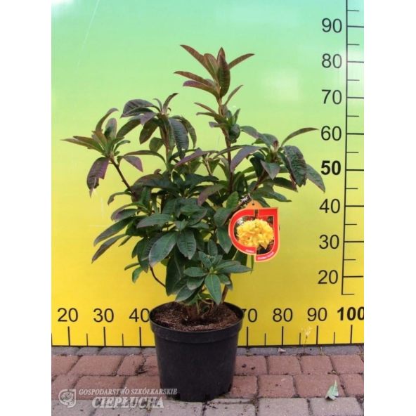 Azalia Golden Sunset