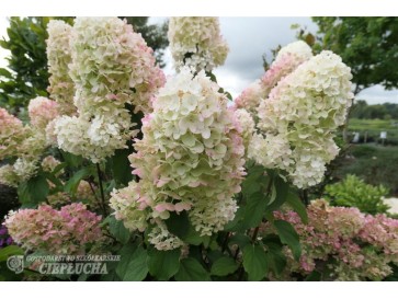 Hortensja bukietowa HPOPR013 CANDLELIGHT