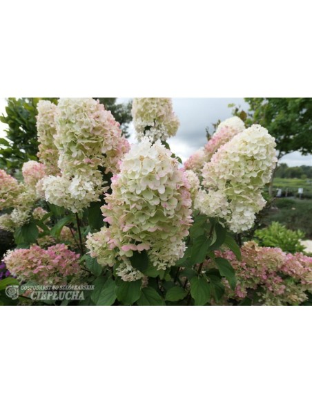 Hortensja bukietowa HPOPR013 CANDLELIGHT