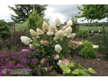 Hortensja bukietowa HPOPR013 CANDLELIGHT 2