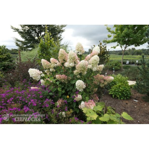 Hortensja bukietowa HPOPR013 CANDLELIGHT