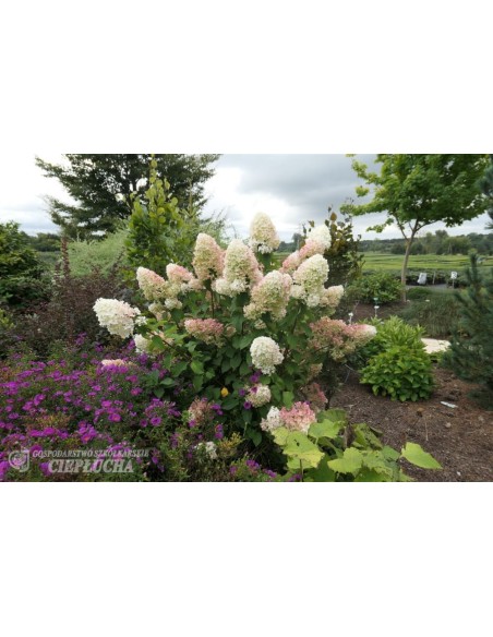 Hortensja bukietowa HPOPR013 CANDLELIGHT