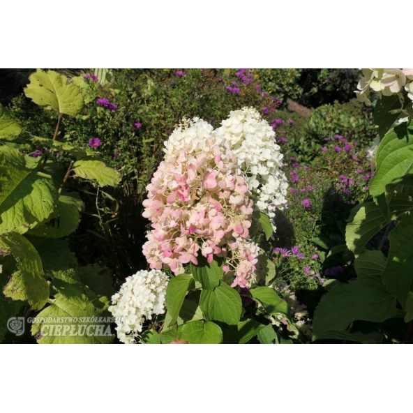 Hortensja bukietowa HPOPR013 CANDLELIGHT