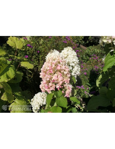 Hortensja bukietowa HPOPR013 CANDLELIGHT