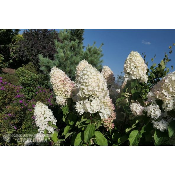 Hortensja bukietowa HPOPR013 CANDLELIGHT