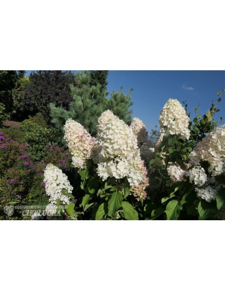 Hortensja bukietowa HPOPR013 CANDLELIGHT