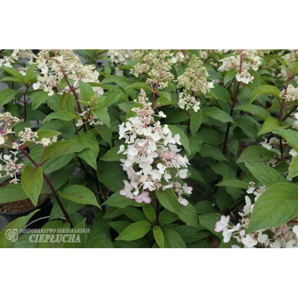 Hortensja bukietowa HPOPR013 CANDLELIGHT