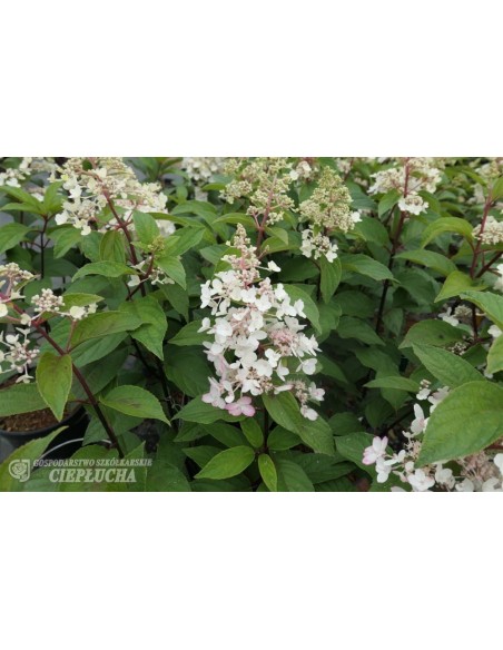 Hortensja bukietowa HPOPR013 CANDLELIGHT