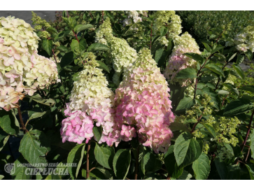 Hortensja bukietowa Renba FRAISE MELBA