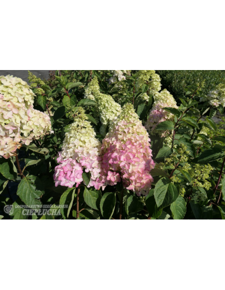 Hortensja bukietowa Renba FRAISE MELBA