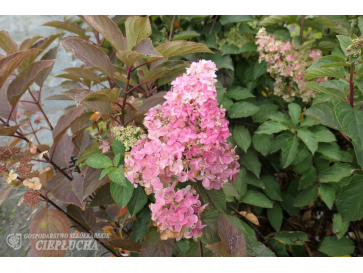 Hortensja bukietowa Renba FRAISE MELBA 2