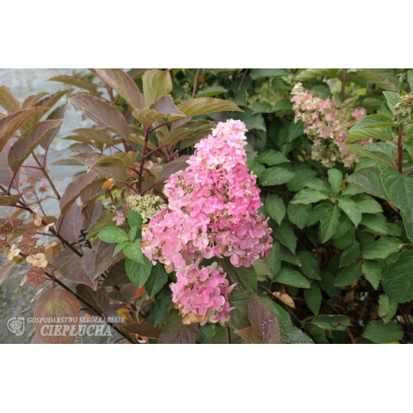 Hortensja bukietowa Renba FRAISE MELBA
