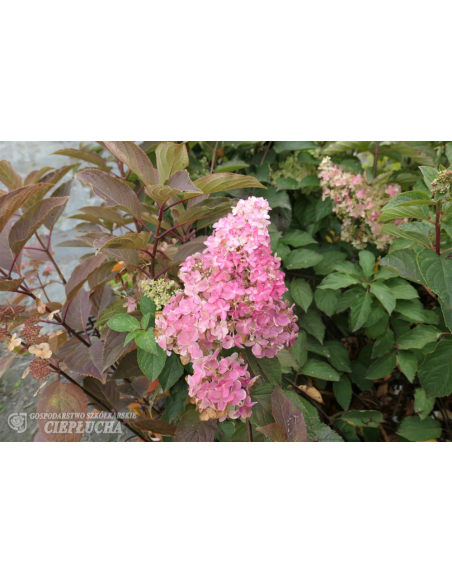 Hortensja bukietowa Renba FRAISE MELBA