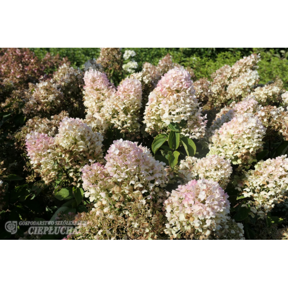 Hortensja bukietowa Grandiflora