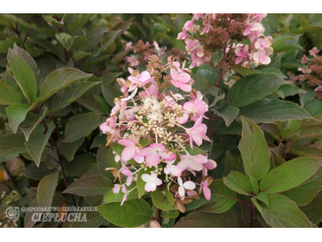 Hortensja bukietowa Pink Diamond
