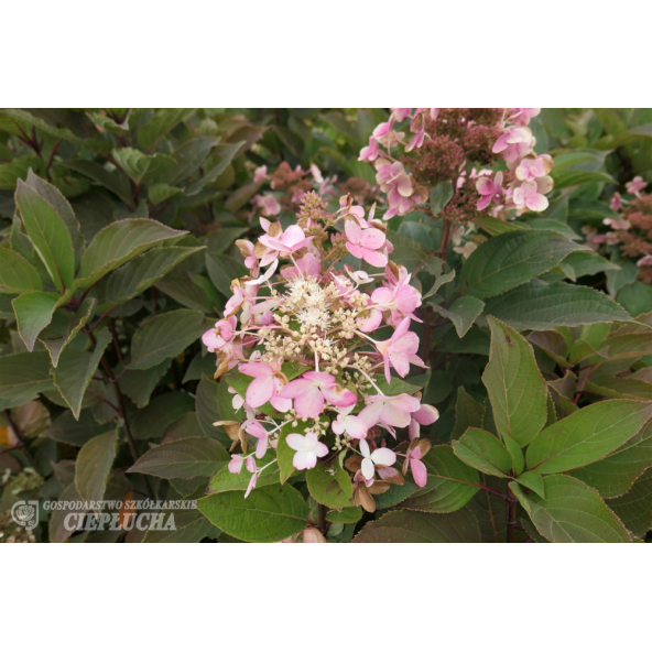 Hortensja bukietowa Pink Diamond