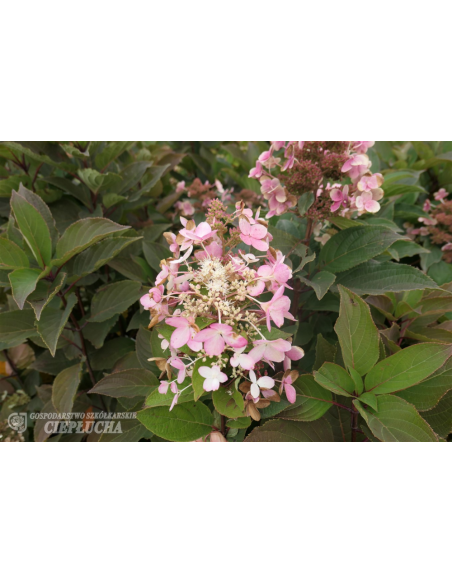 Hortensja bukietowa Pink Diamond