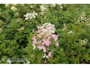 Hortensja bukietowa Pink Diamond 2