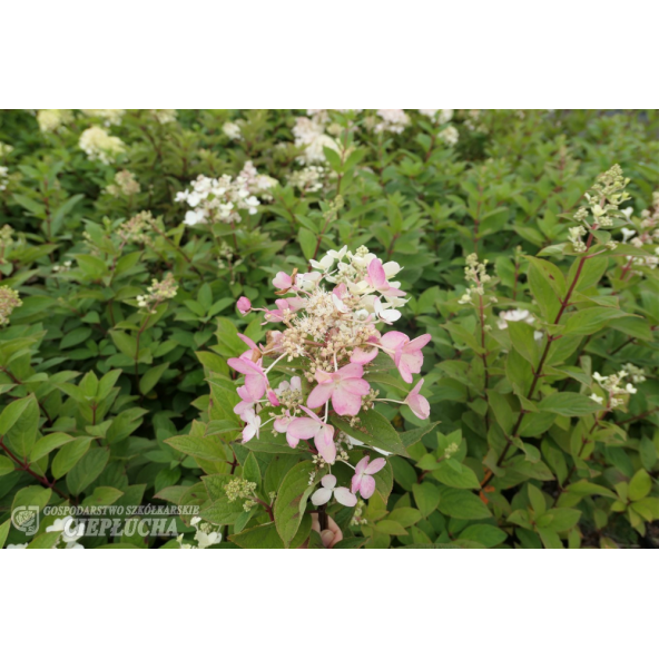 Hortensja bukietowa Pink Diamond