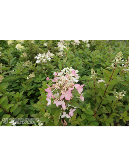 Hortensja bukietowa Pink Diamond