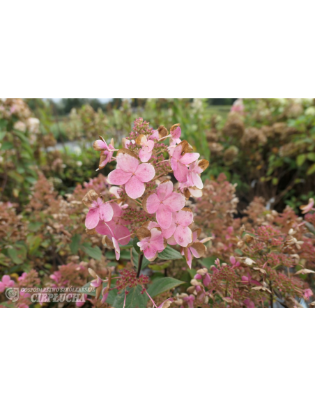Hortensja bukietowa Pink Diamond