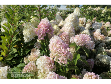 Hortensja bukietowa Silver Dollar
