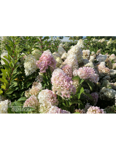 Hortensja bukietowa Silver Dollar