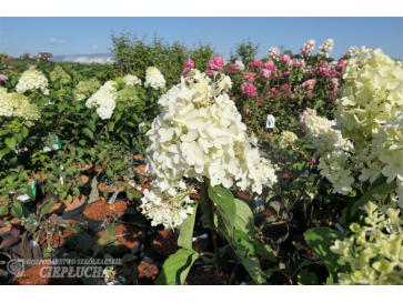 Hortensja bukietowa Silver Dollar 2