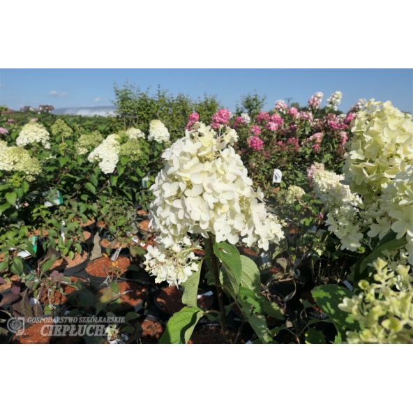 Hortensja bukietowa Silver Dollar