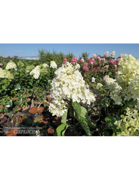 Hortensja bukietowa Silver Dollar