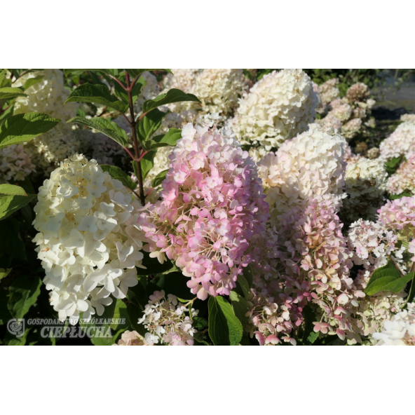 Hortensja bukietowa Silver Dollar