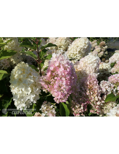 Hortensja bukietowa Silver Dollar