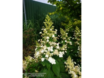 Hortensja bukietowa Unique