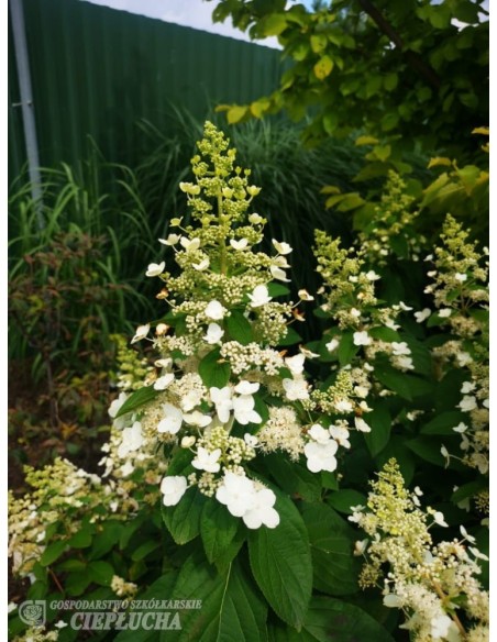 Hortensja bukietowa Unique