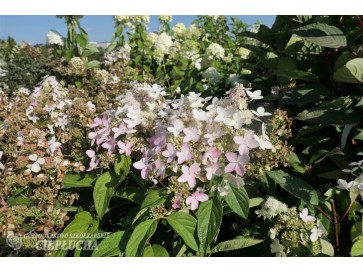 Hortensja bukietowa Vlasveld 02 CONFETTI