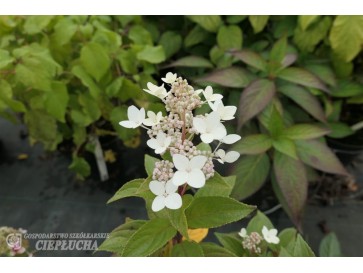 Hortensja bukietowa Vlasveld 02 CONFETTI 2