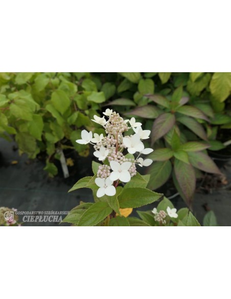 Hortensja bukietowa Vlasveld 02 CONFETTI