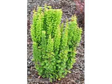 Berberys Thunberga Erecta