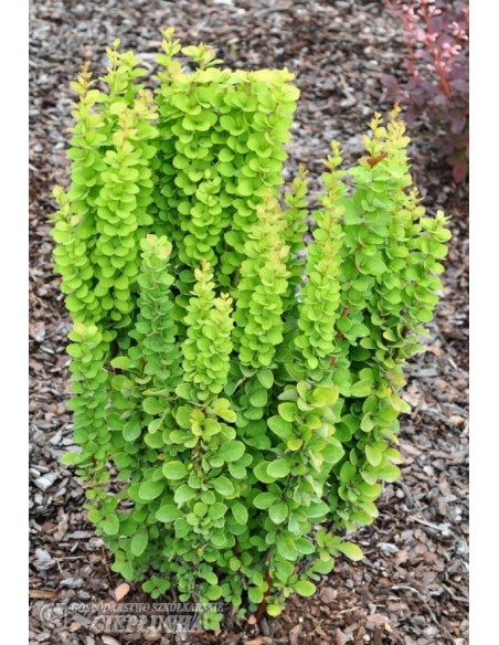 Berberys Thunberga Erecta