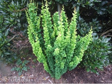 Berberys Thunberga Erecta 2