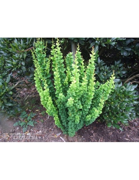 Berberys Thunberga Erecta