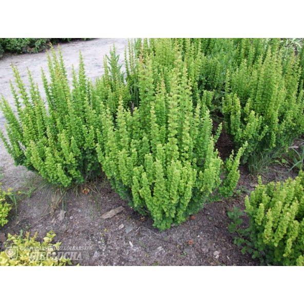 Berberys Thunberga Erecta