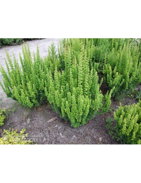 Berberys Thunberga Erecta