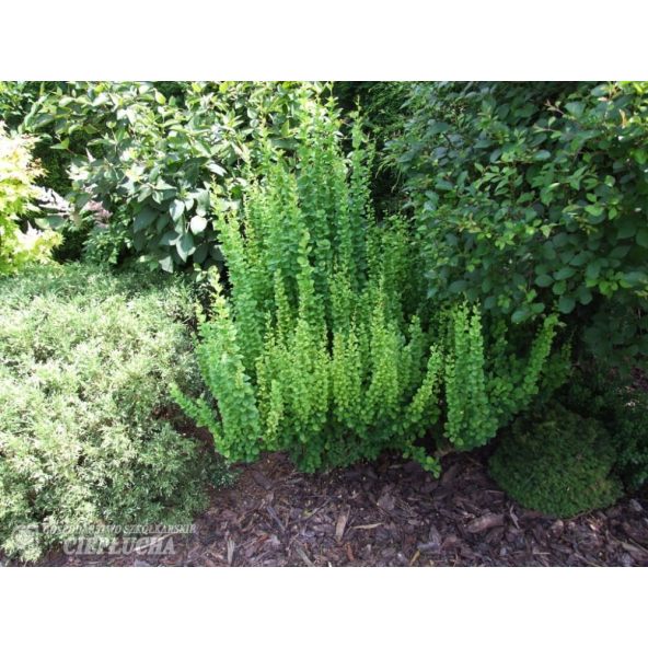 Berberys Thunberga Erecta