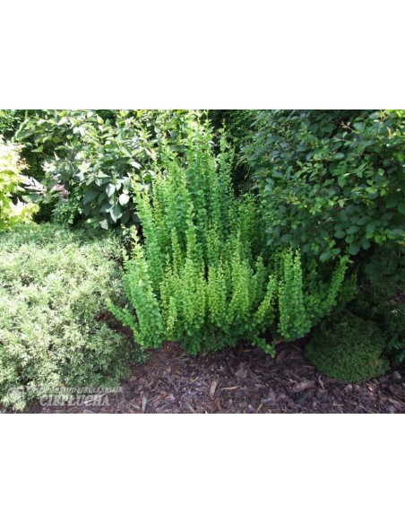 Berberys Thunberga Erecta