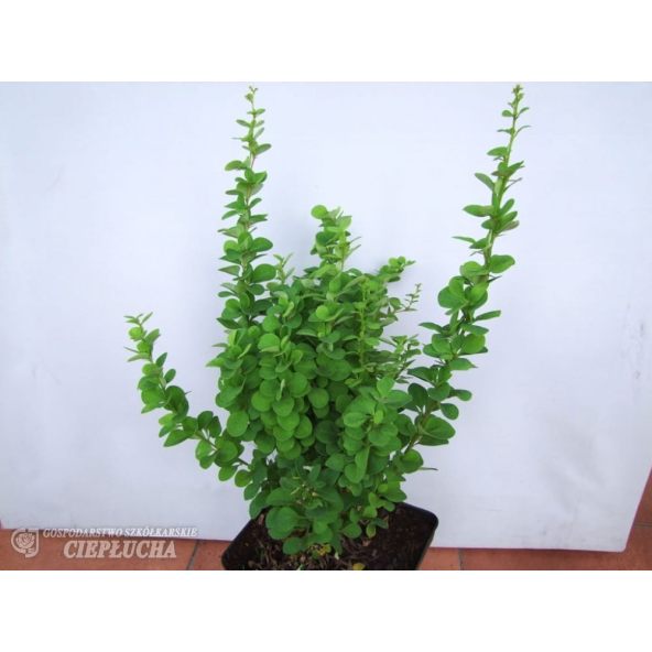 Berberys Thunberga Erecta