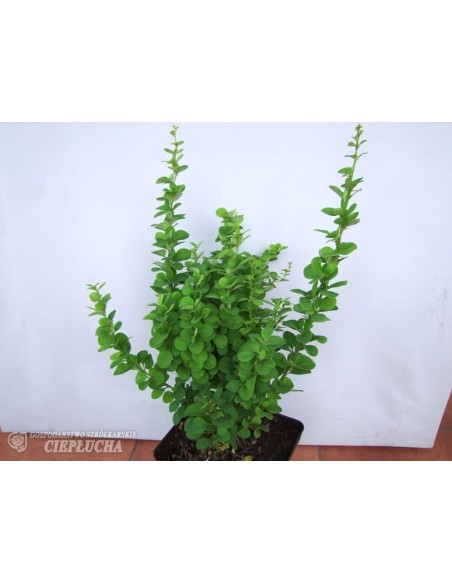 Berberys Thunberga Erecta