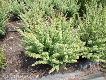 Berberys Thunberga Kelleris