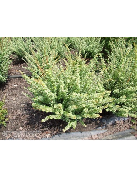 Berberys Thunberga Kelleris