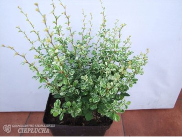 Berberys Thunberga Kelleris 2